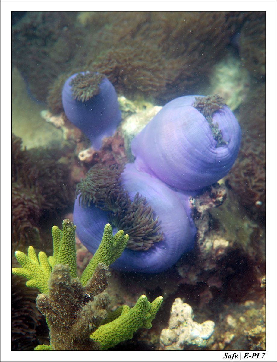 Babi Besar - Snorkeling